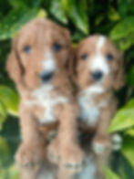 cockapoo