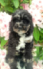 Cockapoo