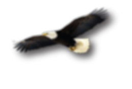 Flying Bald Eagle