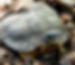 Amelia the Wood Turtle