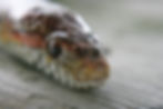 Quest the Corn Snake