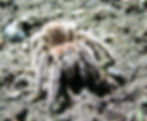 Lavender Brown the Rose Hair Tarantula