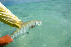 Les bonefish sont très combatifs