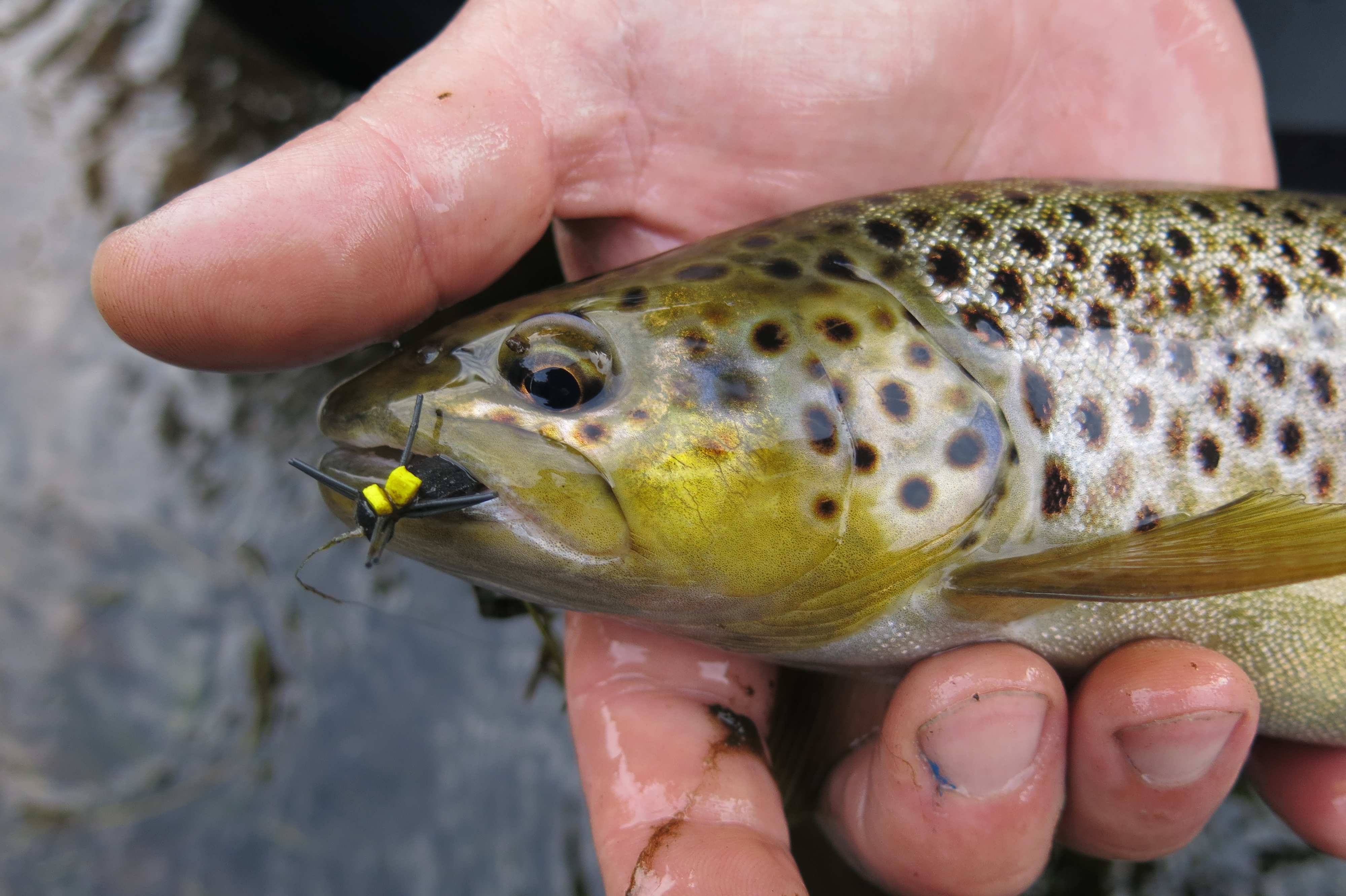 peche truite quimperle