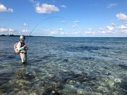 Des poissons très combatifs