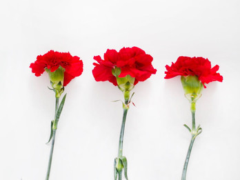 April 25th, the Freedom day in Portugal