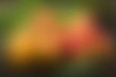 Mango(PART-1)