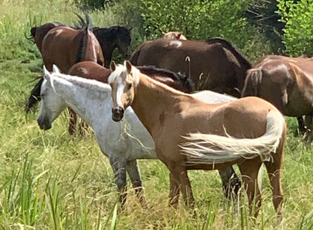 Poneys et Chevaux