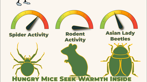 Home Guard IPM February 2026 Bug Barometer infographic for Central Ohio showing pest pressure levels: Rodent Activity at maximum level 10, Spider Activity at level 6, and Asian Lady Beetles at level 4, with the warning "Hungry Mice Seek Warmth Inside Your Home."