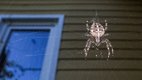 A large orb-weaver garden spider with a patterned back sits in the center of its web, built on the siding of a house next to a window.