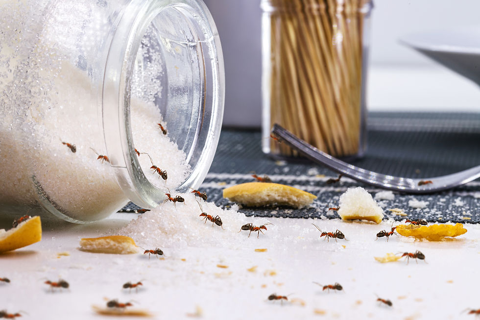 Close-up view of ants crawling on a kitchen countertop into a spilled sugar container.