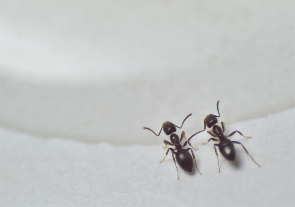 Ant Wandering Ant Control Strategies: Managing the Spring Foraging Vanguard
