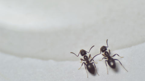 Macro photograph of two Odorous House Ants (Tapinoma sessile) consuming a resource, illustrating the transition from initial scouting to an active recruitment loop where pheromone trails are being reinforced by multiple foragers.