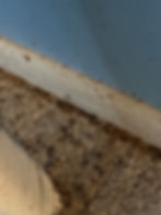 A diagnostic photo showing a severe bed bug infestation along a baseboard and carpet edge, with visible fecal spots, cast skins, and live bugs.