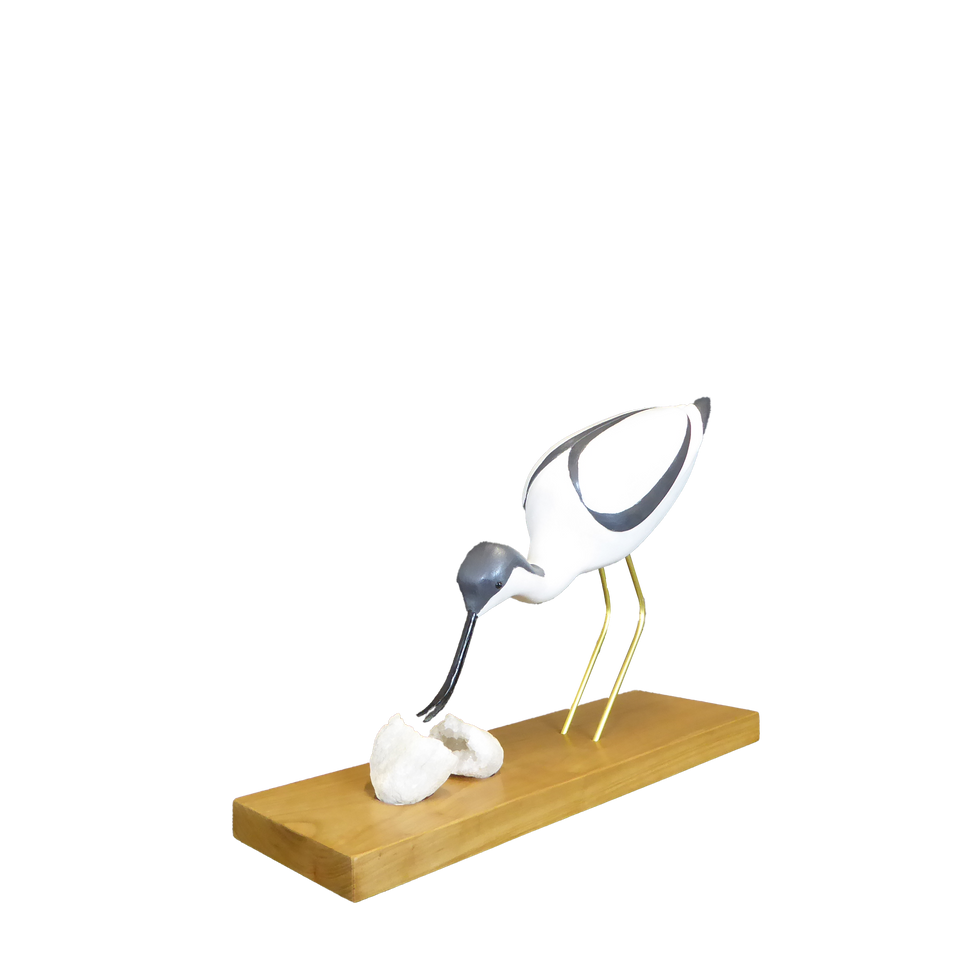 avocette profil avant