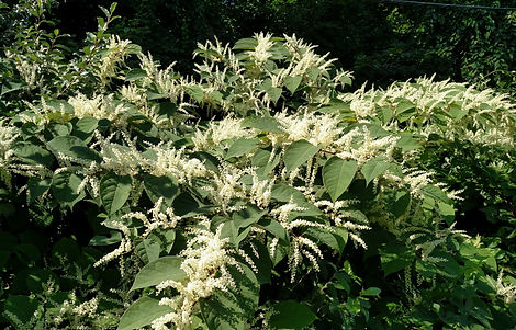 knotweed.jpeg