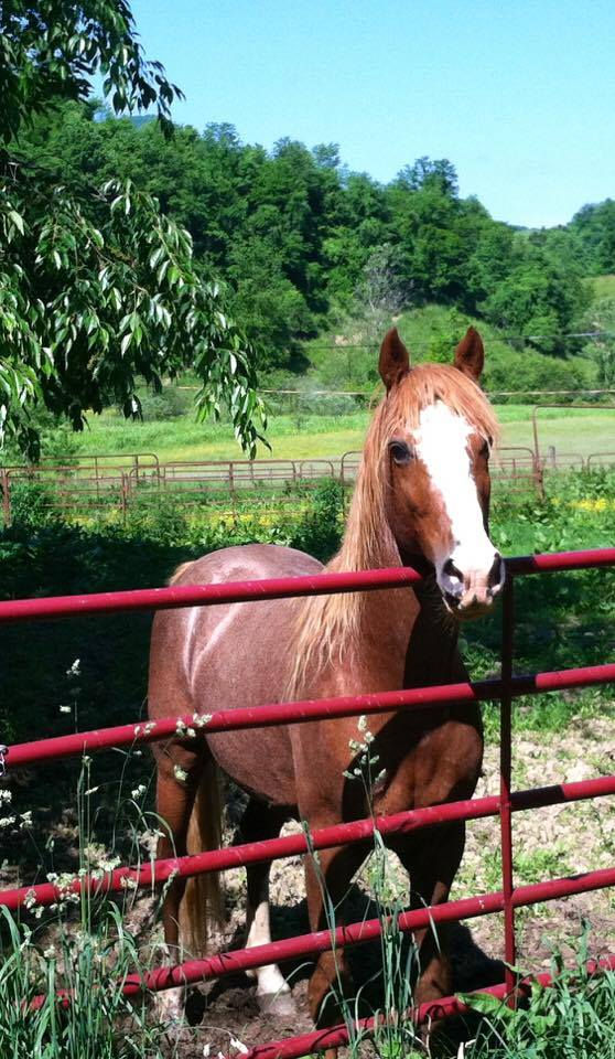 Andy gazing over back fence