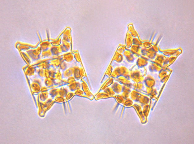 Odontella aurita