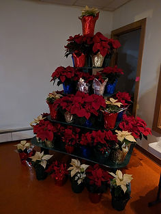 Poinsettia Tree