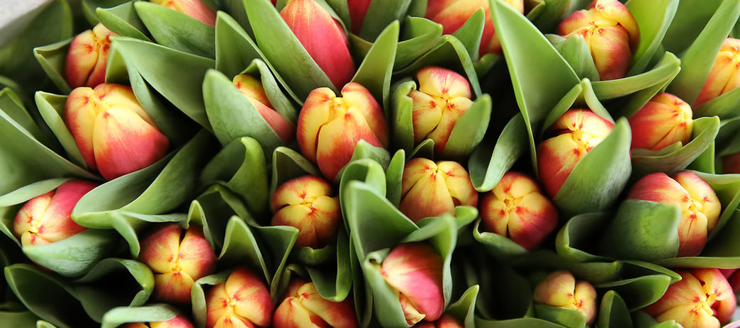 Orangegelbe Tulpenköpfe