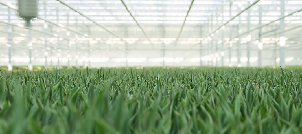 Gewächshaus Tulpenproduktion