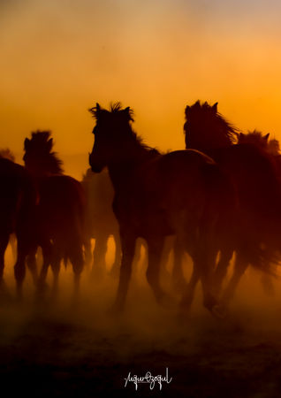 kayserihurmetci3 kopya.jpg