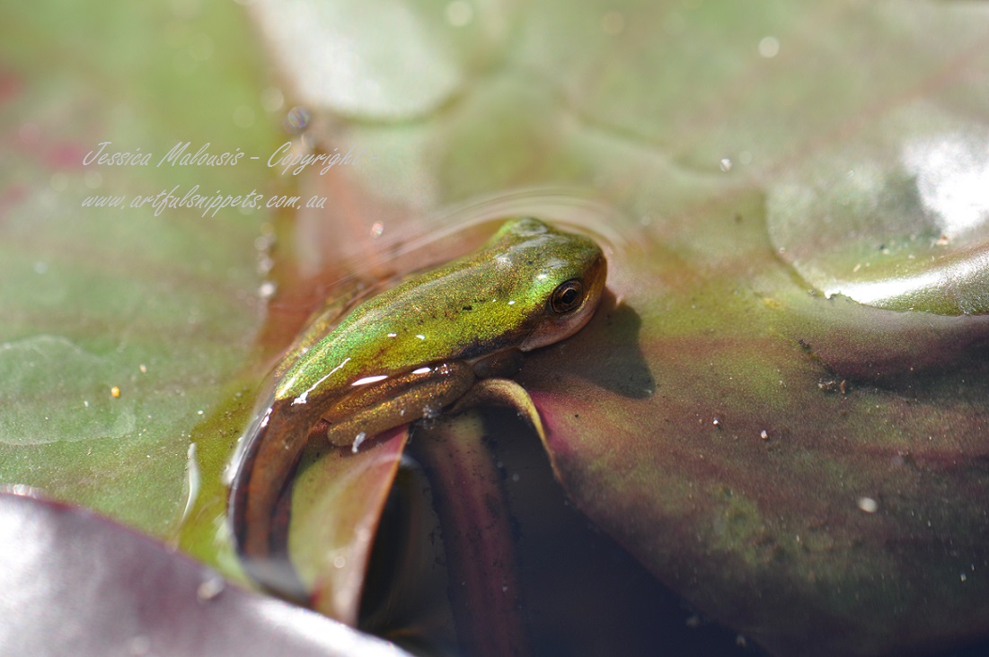 Mt Coot-tha Tadpole