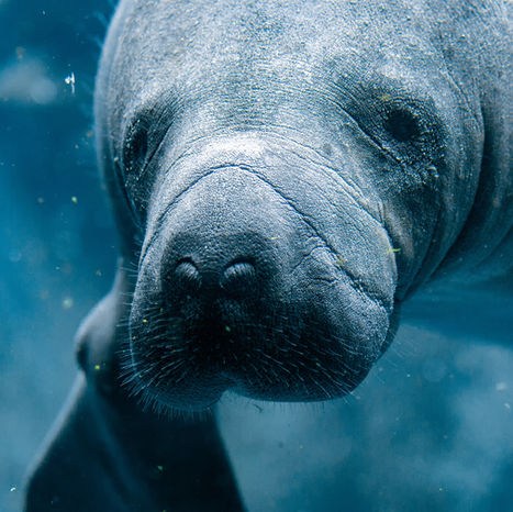 10 Things You Didn’t Know About Florida Manatees – and Where to See Them