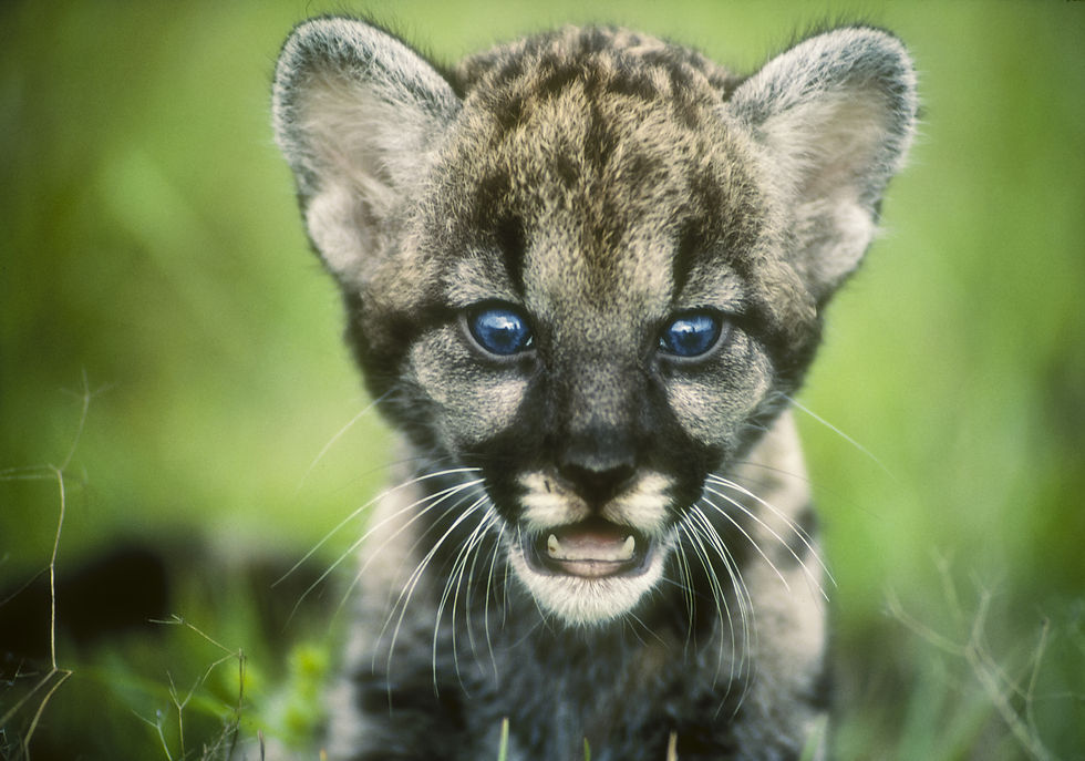 Baby Florida Panther