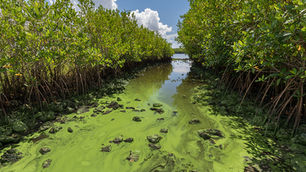 Everglades Restoration and Your Water are Under Threat!