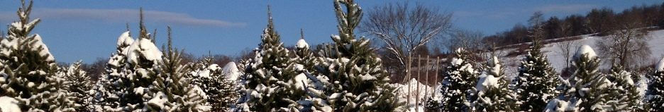 Vermont Christmas Trees