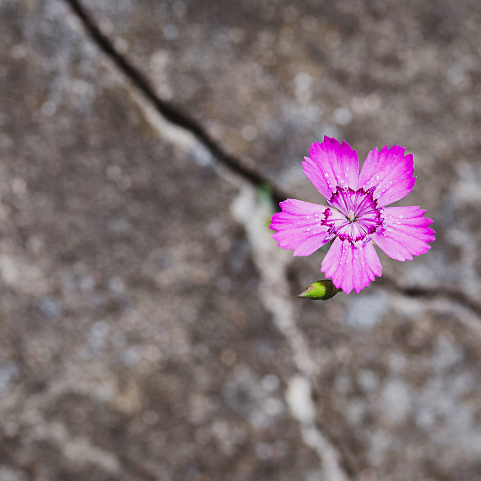 Pink flower growing through a crack in the cement