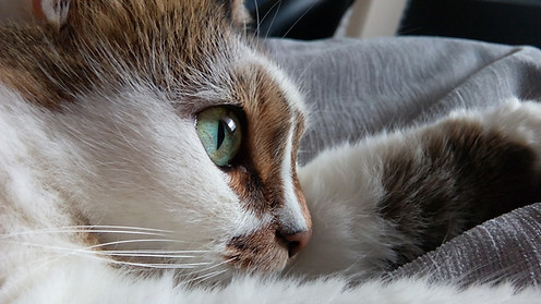 Cat's Eye