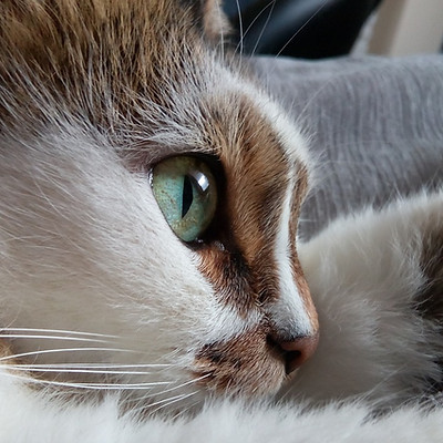 Cat's Eye