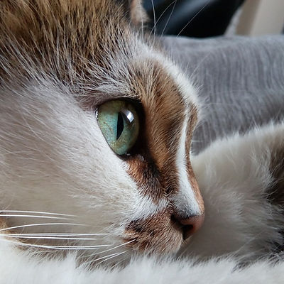 Cat's Eye
