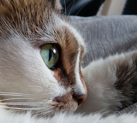 Cat's Eye