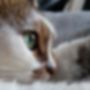 Oeil de chat