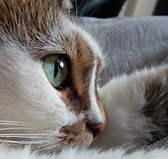 Oeil de chat