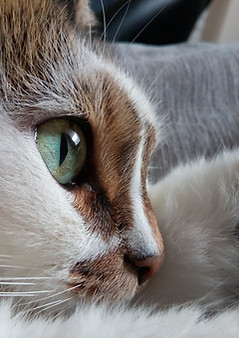 Cat's Eye