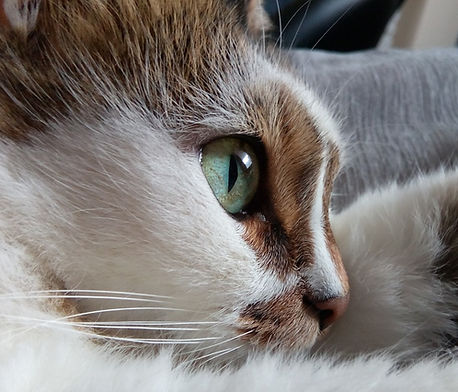 Cat's Eye