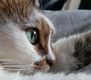 Cat's Eye