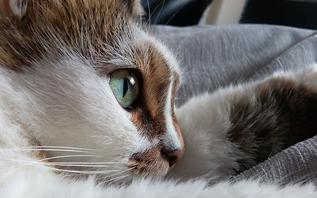Cat's Eye
