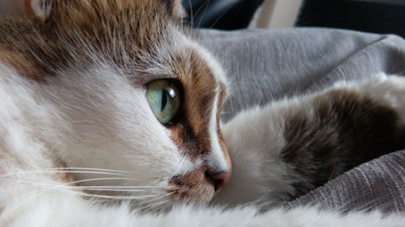 "When Envy Doesn't Kill You...It Makes You Stronger"