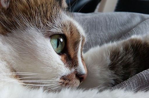 Pension pour chat