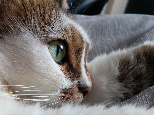 The cat rescue clearance
