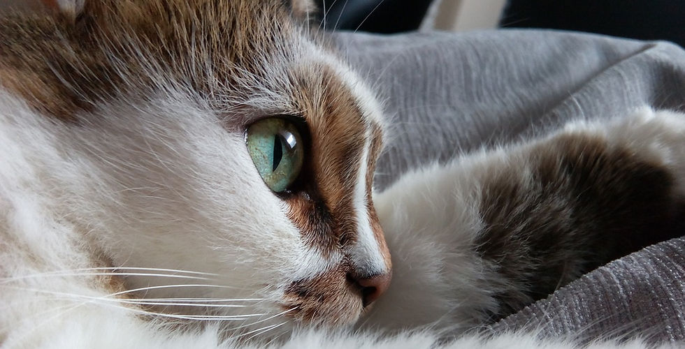 Katzenauge