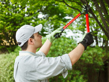 How Tree Lopping Helps In Improving Tree Condition