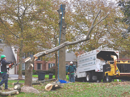 What Are The Quick Tips To Follow A Tree Service?