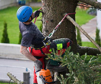 How Professionals Can Help You To Take Care Of Trees