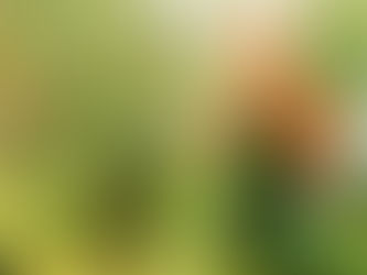 Why It Is Important To Prune Fruit Trees?